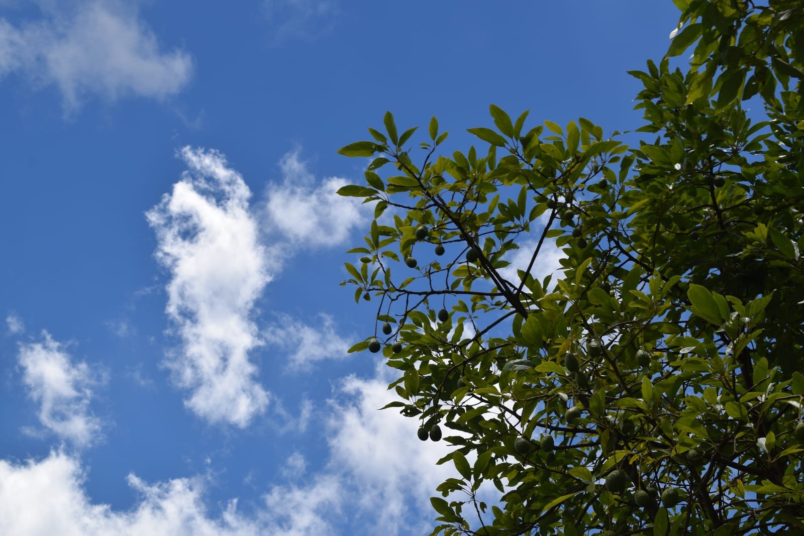 Aguacates en el árbol, en la finca de La Piedad