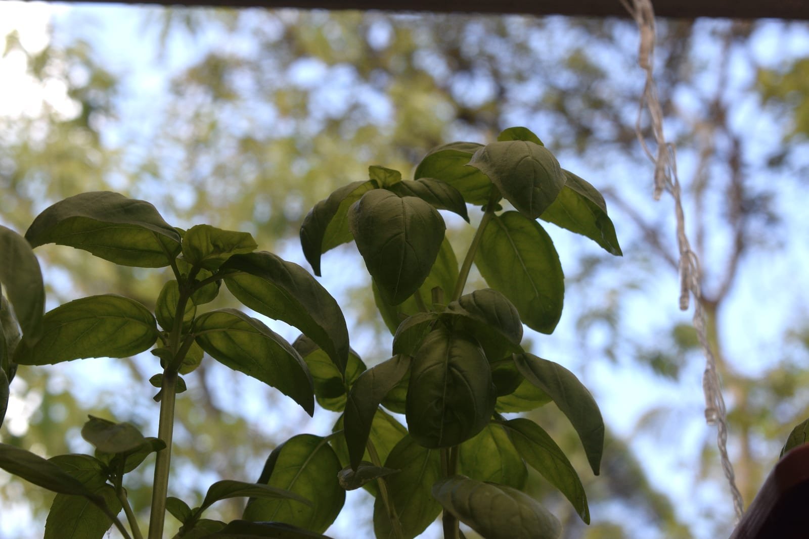 Albahaca fresca de la finca de La Piedad, la hierba que define la Salsa de Aguacate