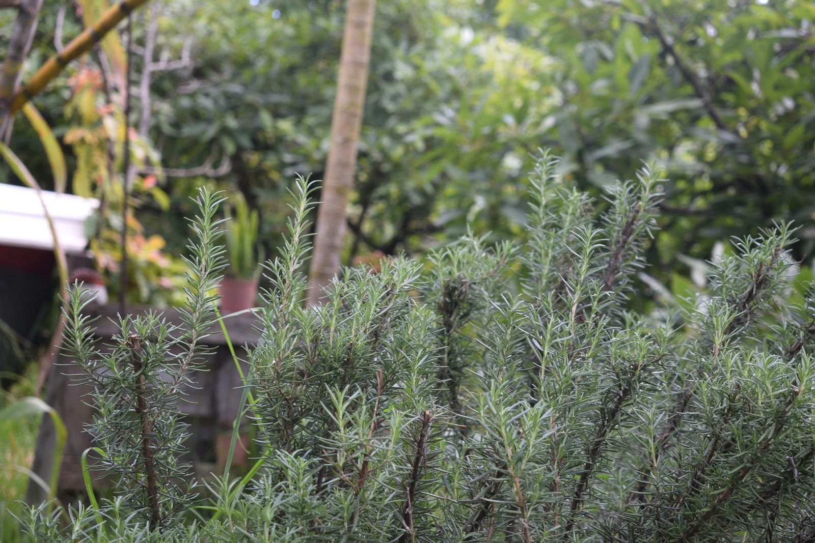 Mata de romero sembrada en la finca de La Piedad